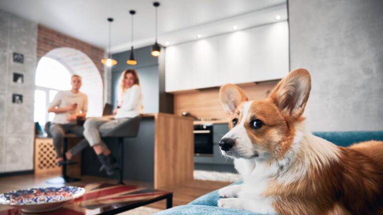 An adorable corgi resting on a sofa in a pet friendly apartment.