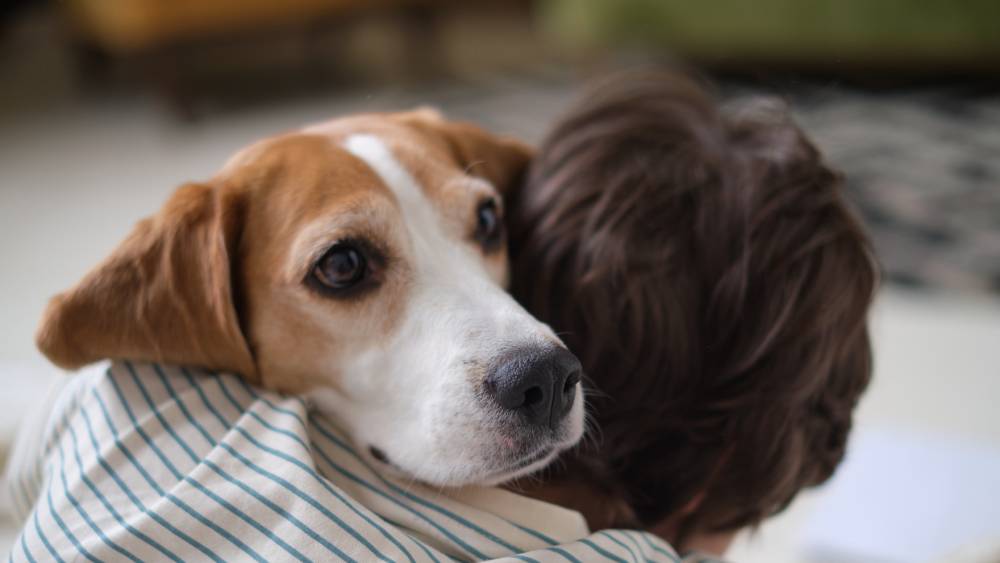 Boy and faithful beagle sharing a loving embrace