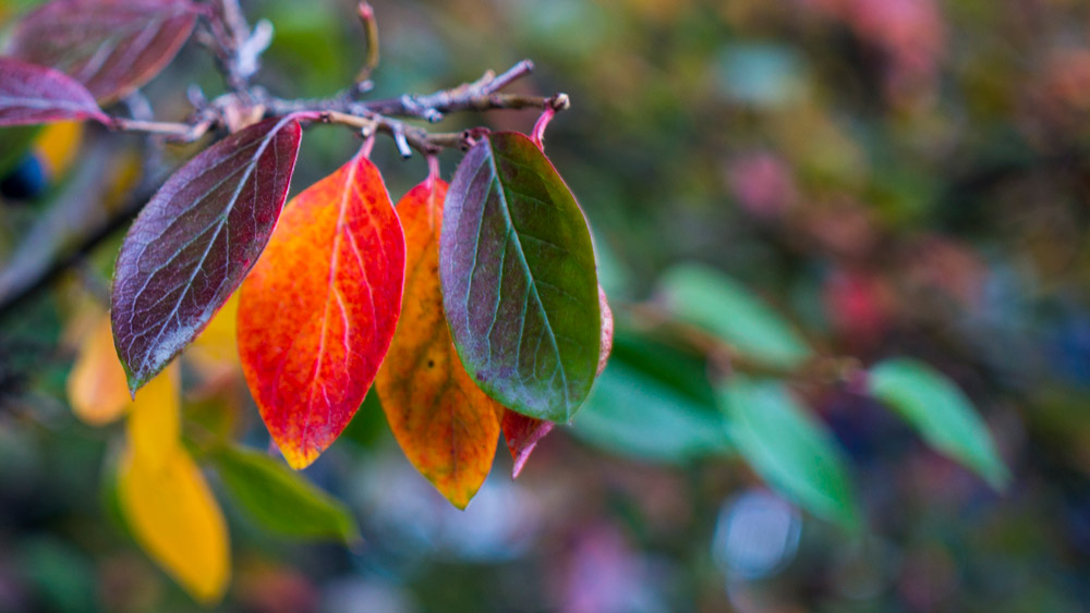 Beautiful colourful tree leaves in autumn