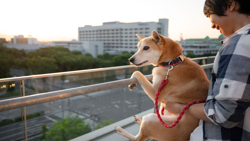 Pet-friendly condo living with regulations